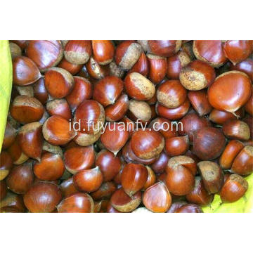 Hotsale Chestnut dengan Selera yang Baik